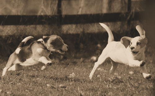 Beaglewelpen